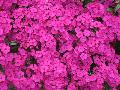 Sweet William / Dianthus barbatus 